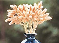 Lagurus, also known as hares tail grass, has soft heads --- Photo by Manoj