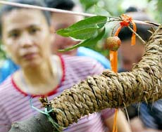 A Chinese woman looks at a lychee