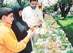 A family from Iran admires mangoes at the Mango Mela in Yadavindra Gardens