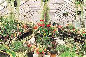 The greenhouse in the nursery of the Viceregal Lodge.