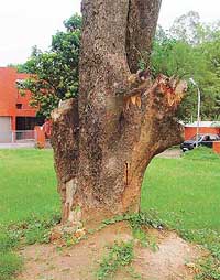 Before the axe fell, it used to be a fully grown mango tree on the Central Poultry Breeding Farm in the Industrial Area of Chandigarh