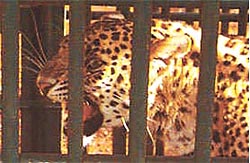 The wildlife safari is one of the attractions of Madhav National Park