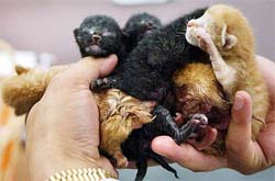 Six Siamese kittens