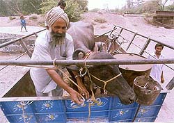 Debt-ridden and drought-hit farmers in the region have started selling  their cattle and jewellery