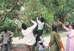 The climb on this jamun tree wont be fruitless.