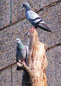 Parched pigeons