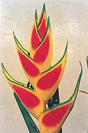 Bromeliads are often found lying neglected in nurseries
