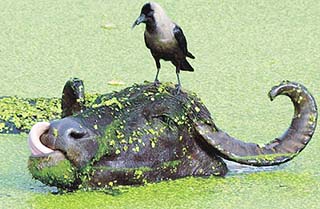 Wallowing conspicuously in the niche