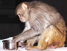 MONKEY BUSINESS