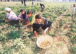Women do all the manual labour in Haryana
