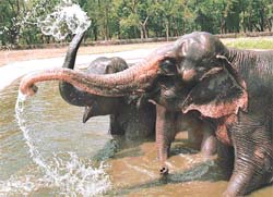 Whoever says you cant bathe a Jumbo