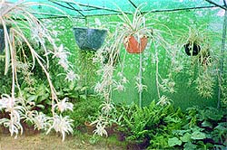 The spider plant is propagated through separation