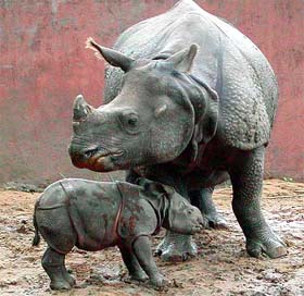 Mother Rhino with her new born baby 
