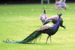 WHATS IN THE WIND?: Peacocks making merry at the Prime Minister residence in the Capital on Friday.