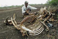 A farmer sits besides the decomposed body of his cow