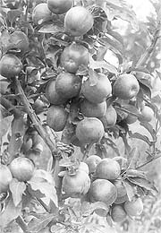 Young spur-type apple tree in a 40-year-old orchard