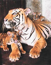 PARAS AND MANI