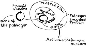 Mechanism of DNA vaccination