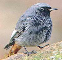 Black redstart