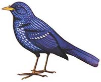 Blue whistling thrush