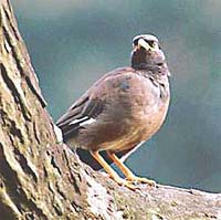 Chestnut-tailed starling