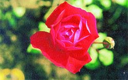 Red roses symbolise love and passion