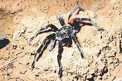 The female spider is sensitive to the movement of large insects caught in its web