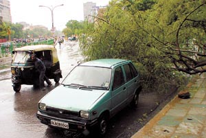 An uprooted tree near the ITO chowk at DDU Marg