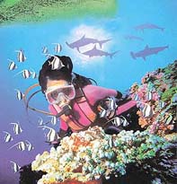 Underwater flora and fauna of Malaysia Tropical Reef