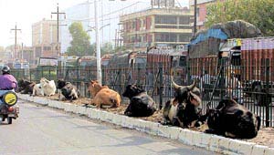 Untethered animals are responsible for a large number of accidents on Delhis roads.