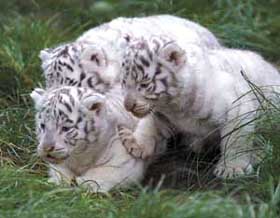 Little feline beauties learning the ABC of hunting!