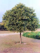 The moulsari tree has dense foliage
