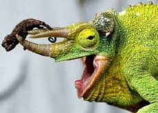 A newly born Jackson's Chameleon rests on its dad's horns