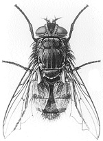 A blow fly --- the most reliable witness
