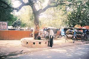 The jand tree is worshipped in an elaborate way