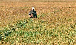 A Kashmiri villager walks through his paddy field