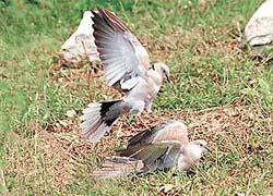 Doves, symbols of love and peace, caught in a playful mood