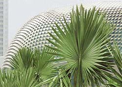 One of the spiky domes that has made Singapores new "Esplanade --- Theatres on the Bay" arts centre the talk of the town rises above palm trees