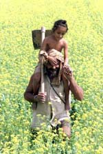 Farmer