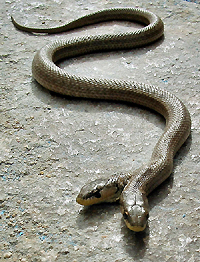 A two-headed "Macroprotodon Cucullatus" snake