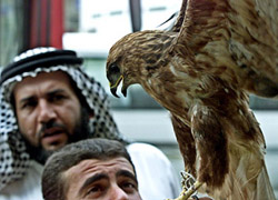 An Iraqi man holds a falcon