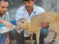 Sushankar Pandey and Ram Pyare Yadav, migrant labourers, feed a bluebull calf