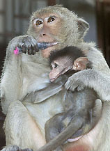 A monkey clutches its baby as it bites an anaesthetic dart