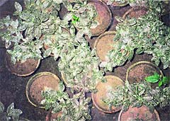 The fittonia is a warm weather plant that needs protection from the cold