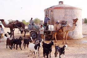 People fetch water in camel-driven special carts at Palana village near Bikaner 