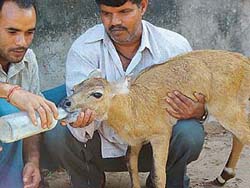 A bluebull calf that got separated from its herd about a month-and-a-half ago, in Saketri village near Panchkula.