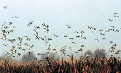 The birds of passage.