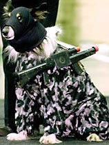 A dog models specially-made clothes