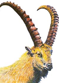 The ibex forms part of the Ladakh Scouts emblem