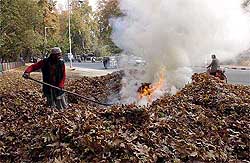 A Kashmiri burns chinar leaves